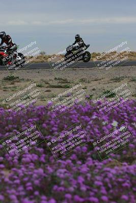 media/Jan-14-2023-SoCal Trackdays (Sat) [[497694156f]]/Turn 14 Exit Bloomig (145pm)/